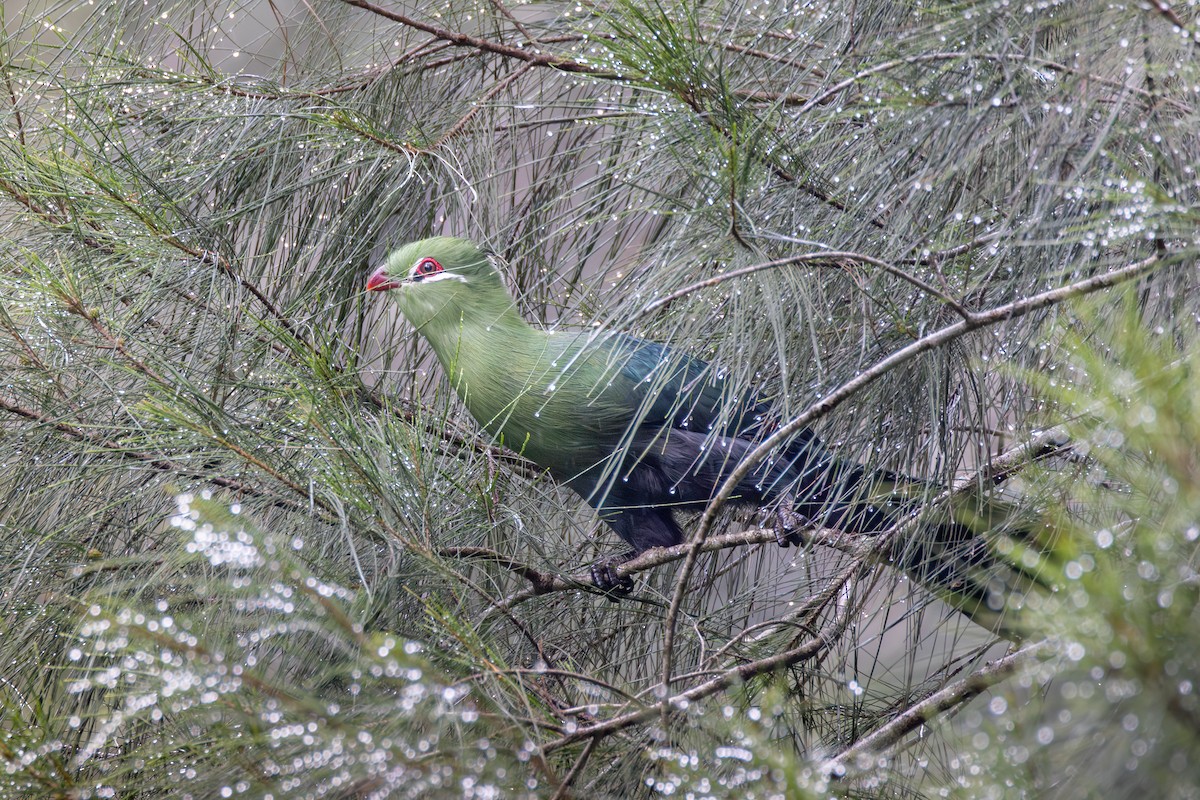 Knysna Turaco - ML644769987