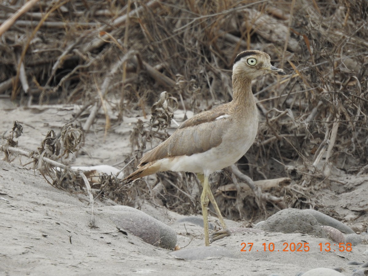 Peruvian Thick-knee - ML644770004