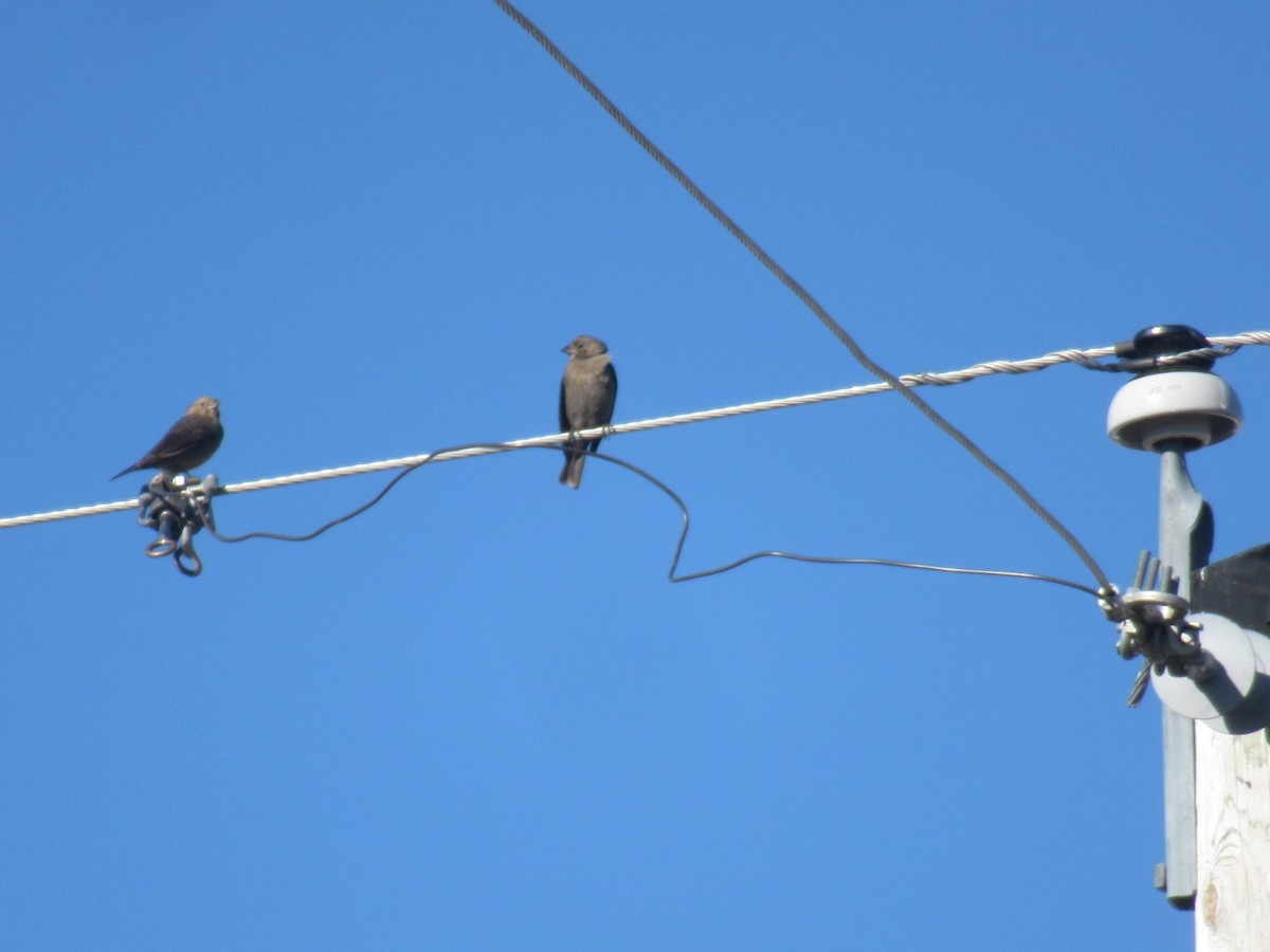 Brown-headed Cowbird - ML644770006