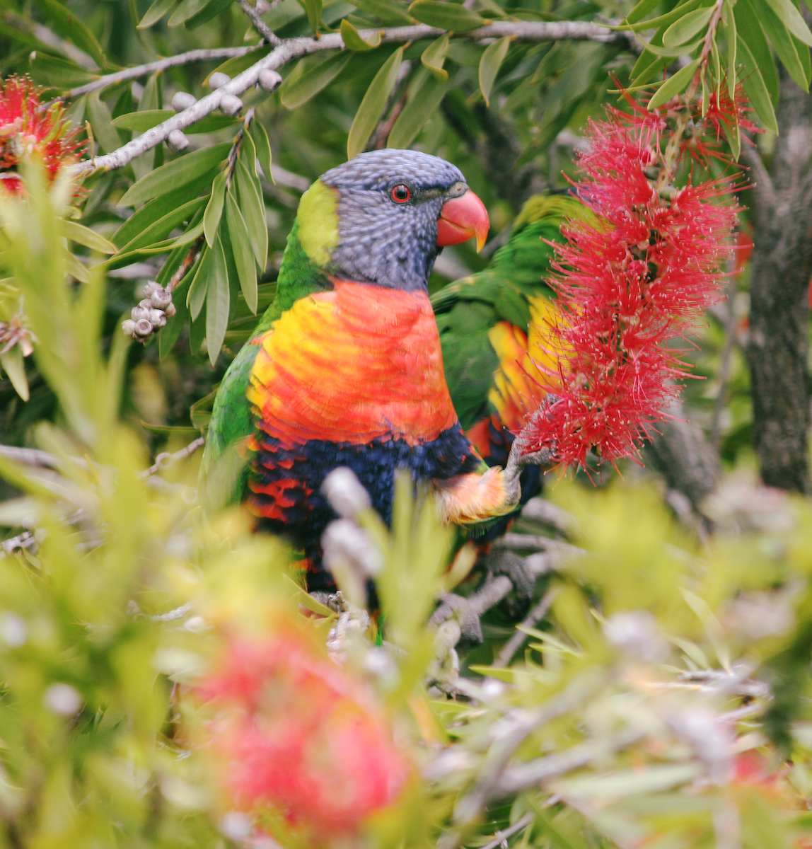 lori duhový - ML644770018