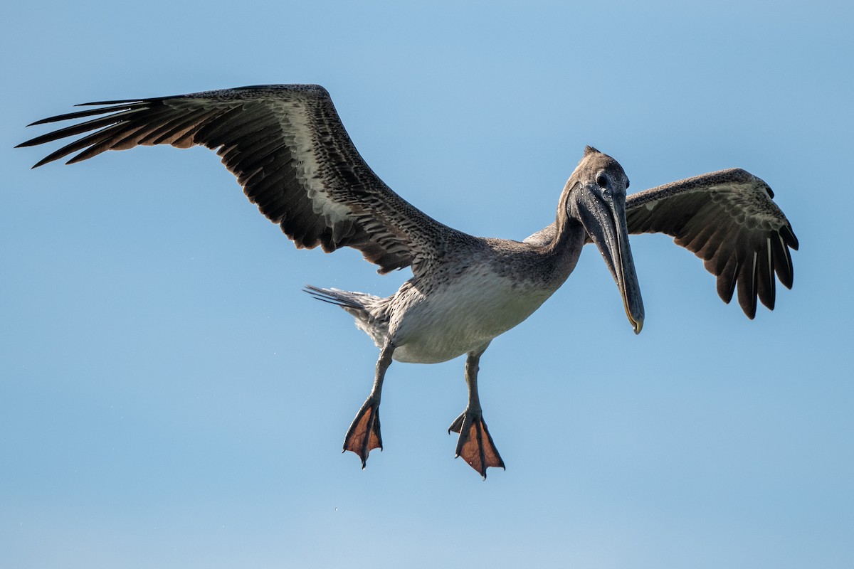 pelikán hnědý - ML644770024