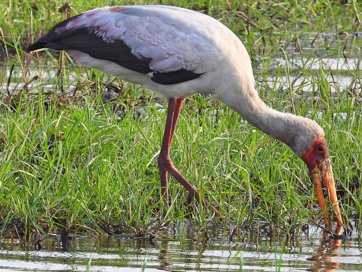 nesyt africký - ML644770031