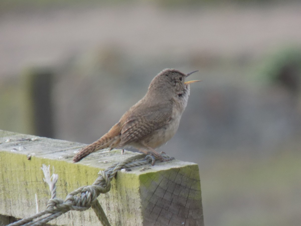Southern House Wren - ML644770034