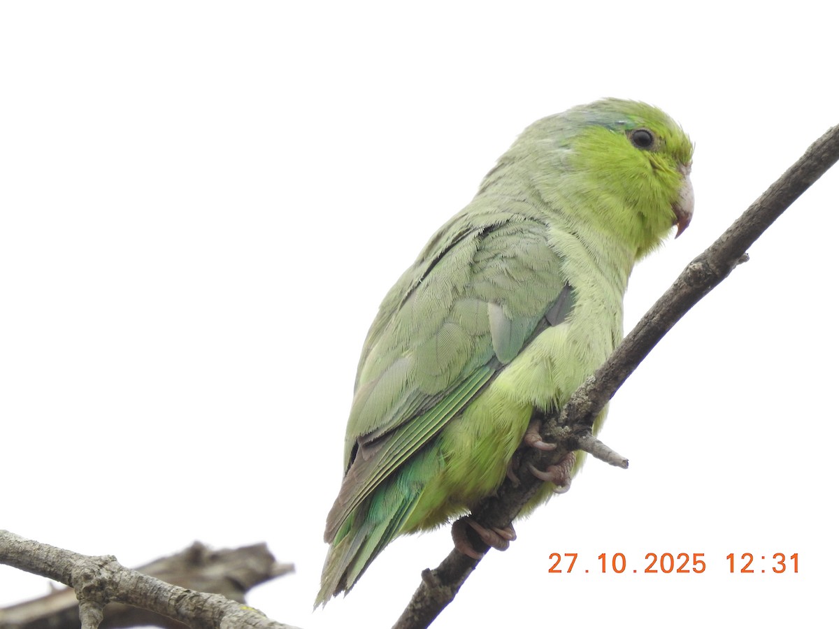 Pacific Parrotlet - ML644770035