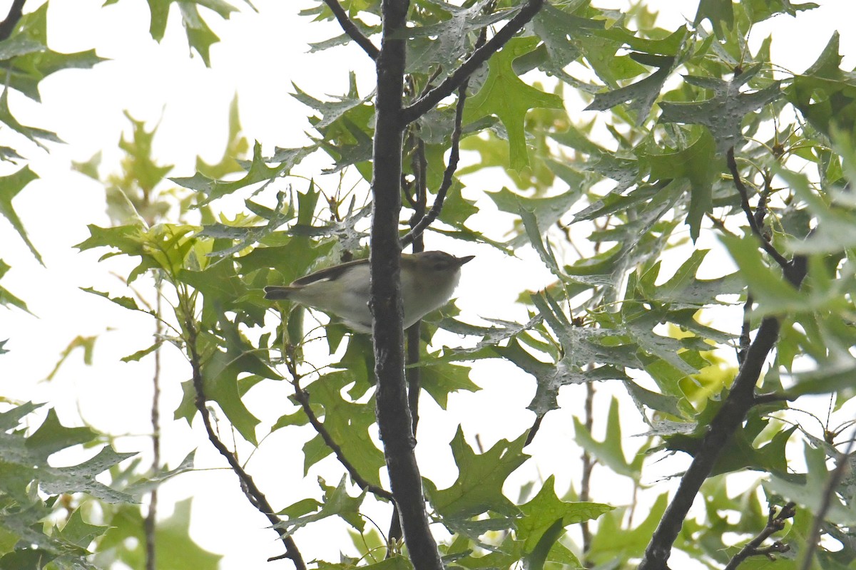 Красноглазый виреон - ML644770038