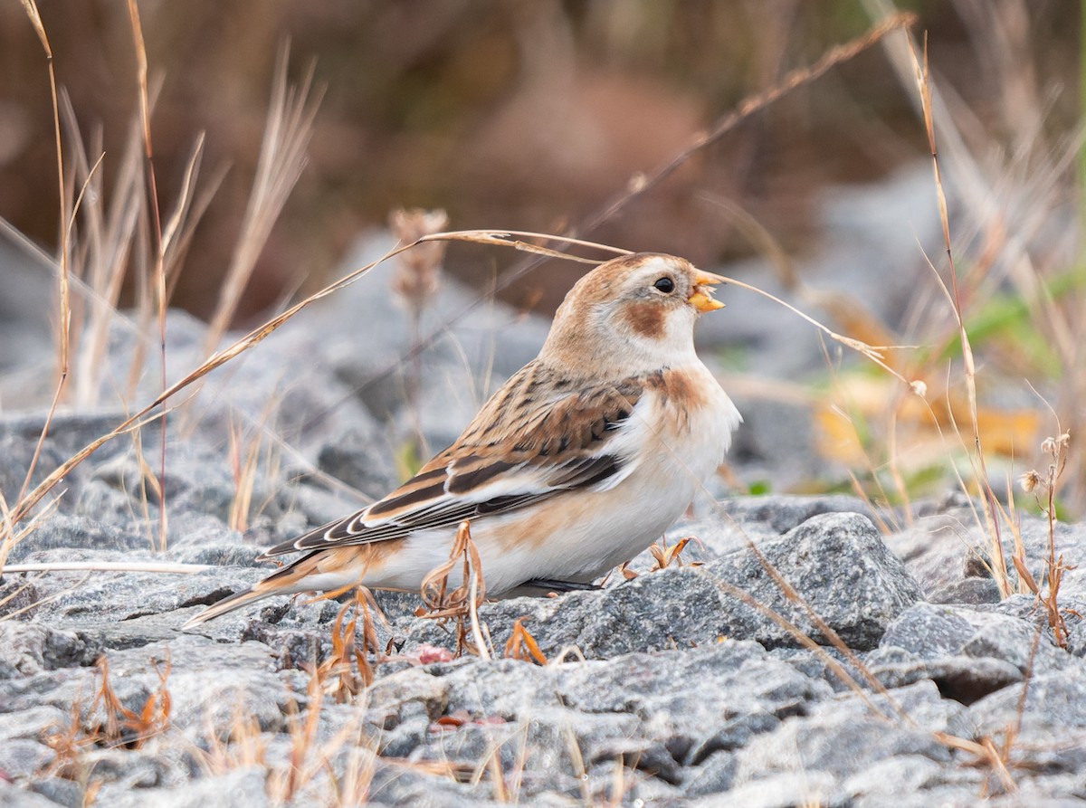 Snow Bunting - ML644770039