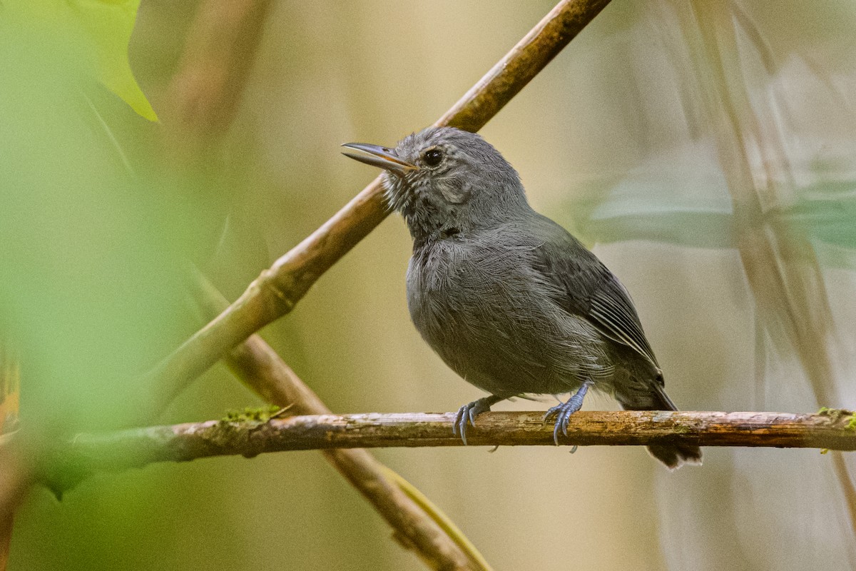 Unicolored Antwren - ML644770054