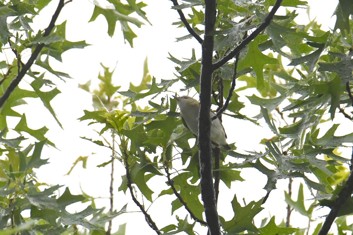 Красноглазый виреон - ML644770055