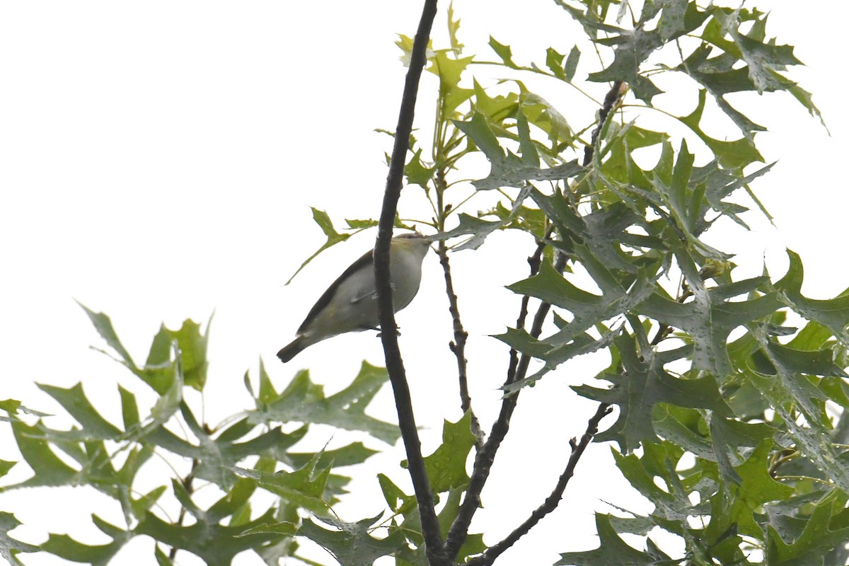 Красноглазый виреон - ML644770061