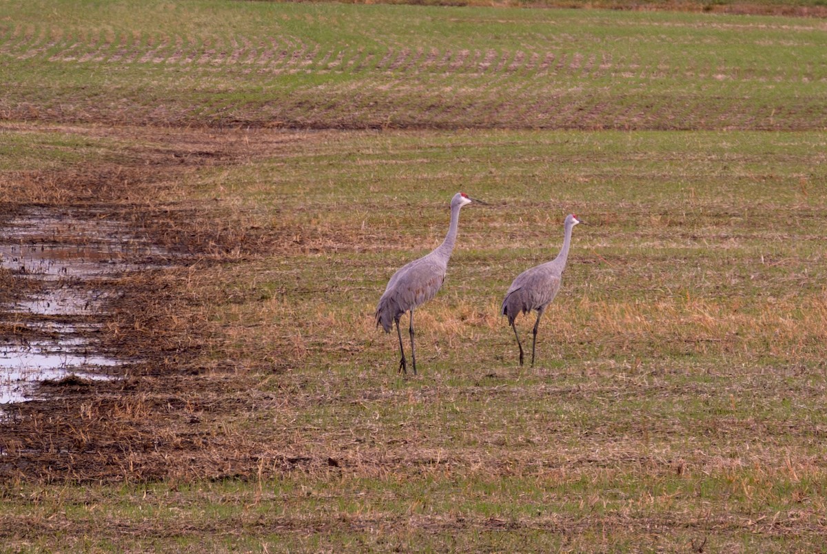Sandhill Crane - ML644770064