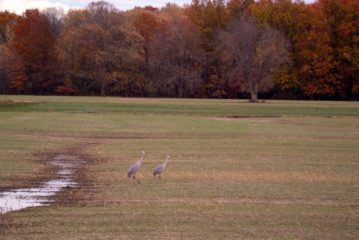 Sandhill Crane - ML644770069