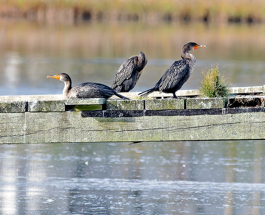 totoppskarv - ML644770070