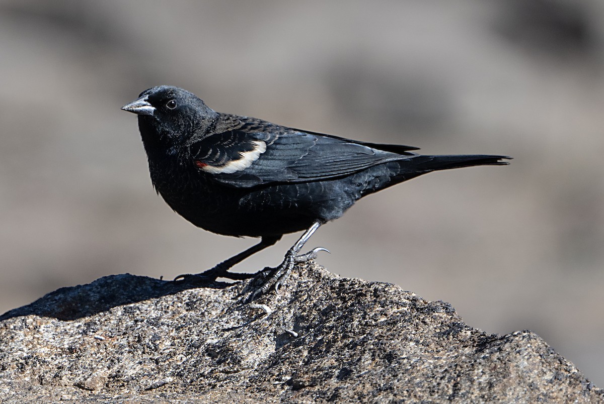 Tricolored Blackbird - ML644770071