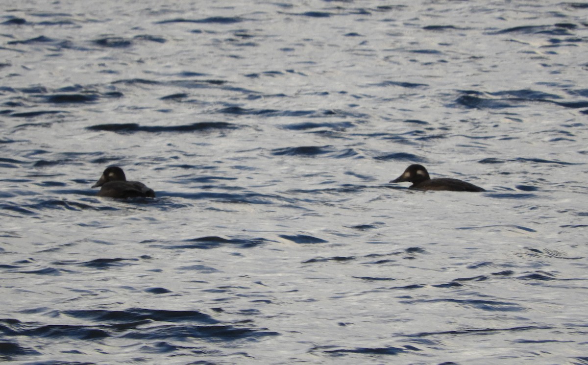 Surf Scoter - ML644770074