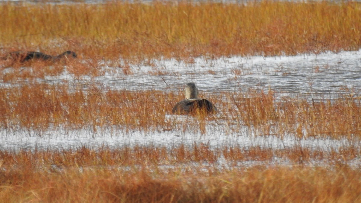 American Black Duck - ML644770080