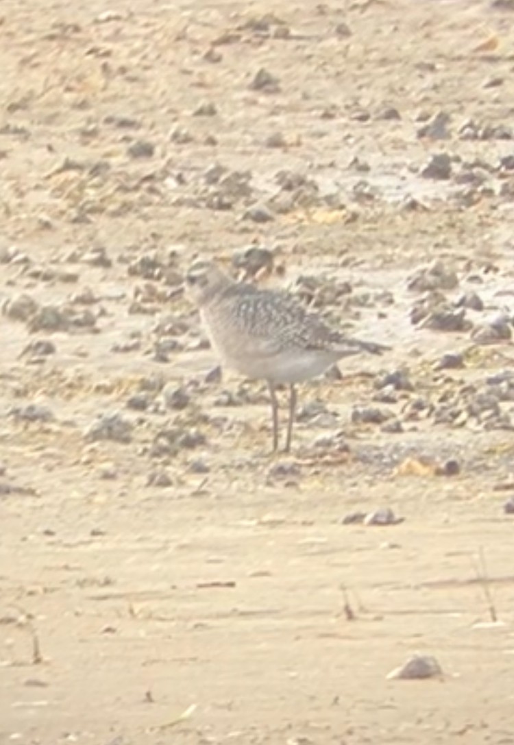 American Golden-Plover - ML644770081