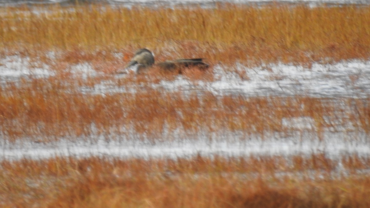 American Black Duck - ML644770086