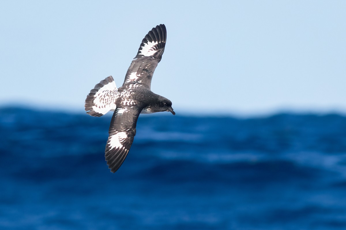 Pintado Petrel - ML644770095