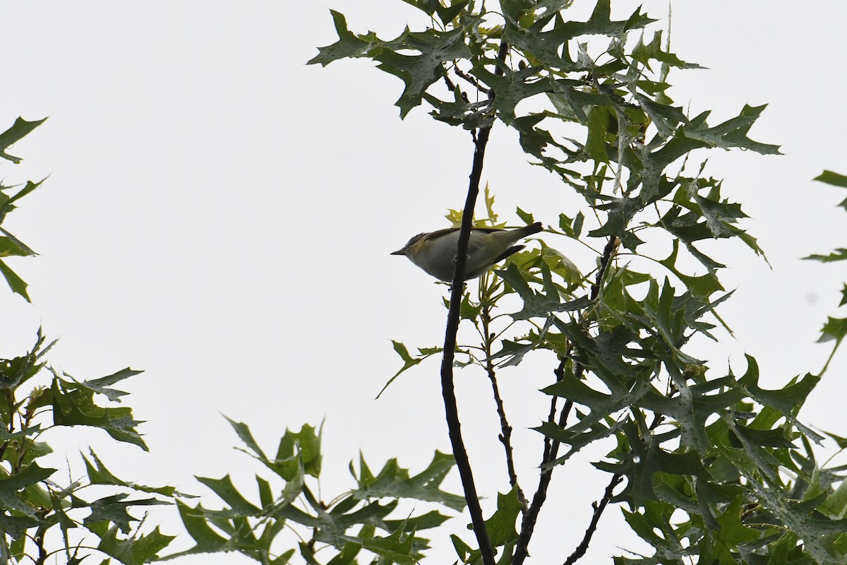 Красноглазый виреон - ML644770103