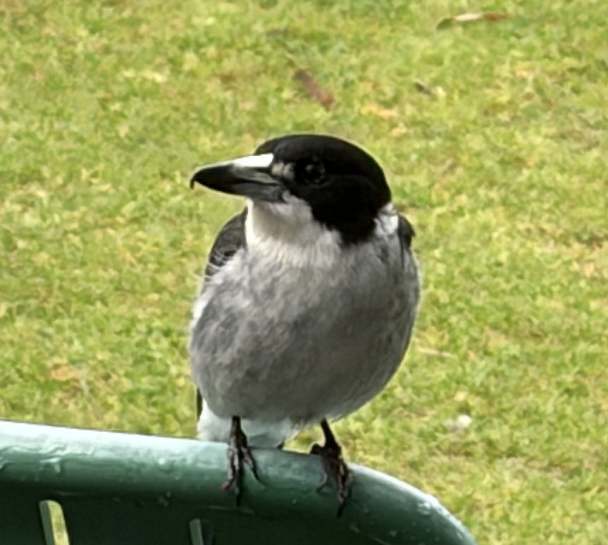 flétňák šedohřbetý - ML644770104