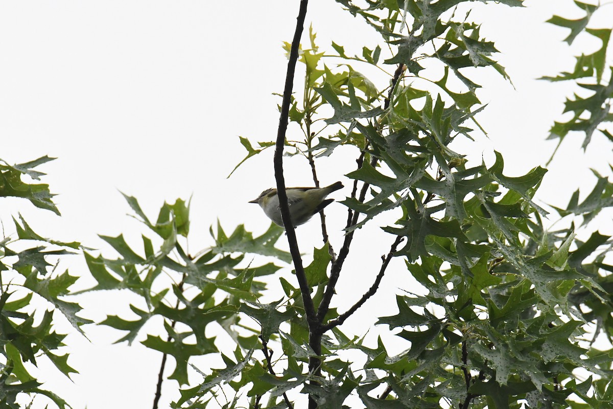 Красноглазый виреон - ML644770105