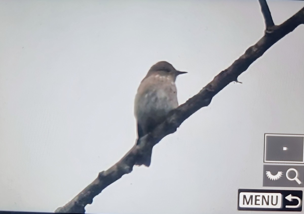 Spotted Flycatcher - ML644770106