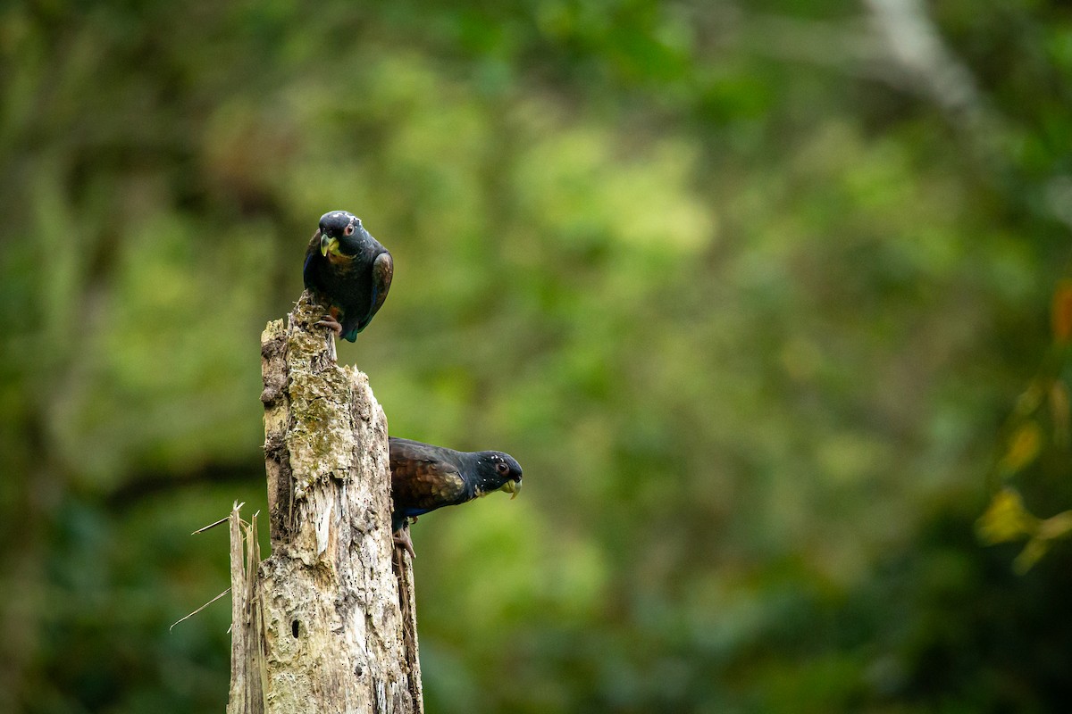 Bronze-winged Parrot - ML644770128