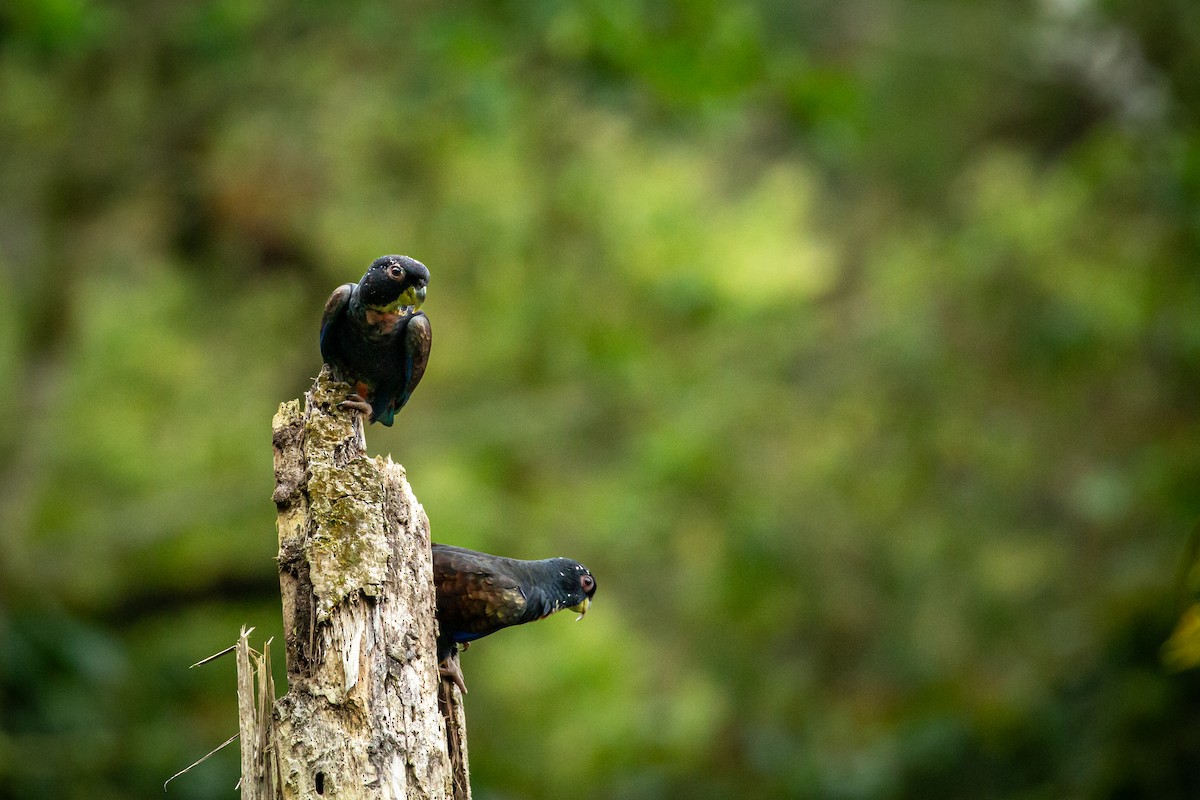 Bronze-winged Parrot - ML644770129