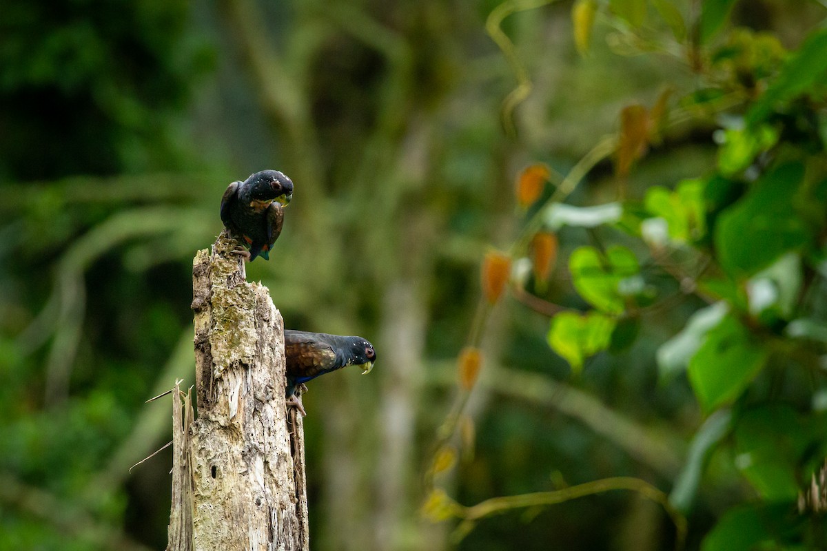 Bronze-winged Parrot - ML644770130