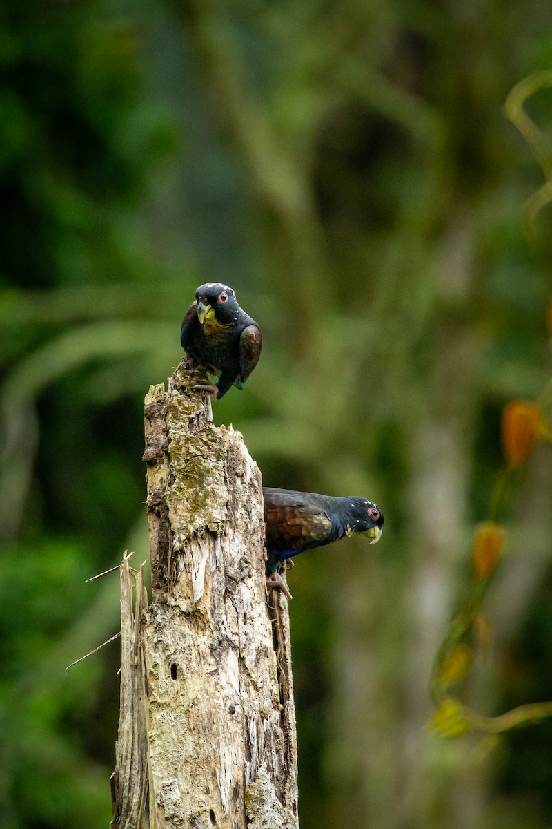Bronze-winged Parrot - ML644770131