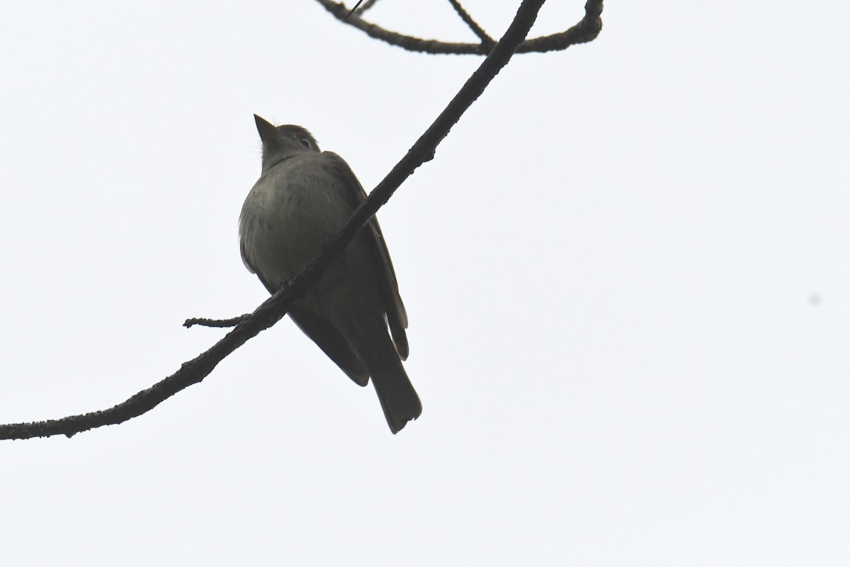Eastern Wood-Pewee - ML644770135