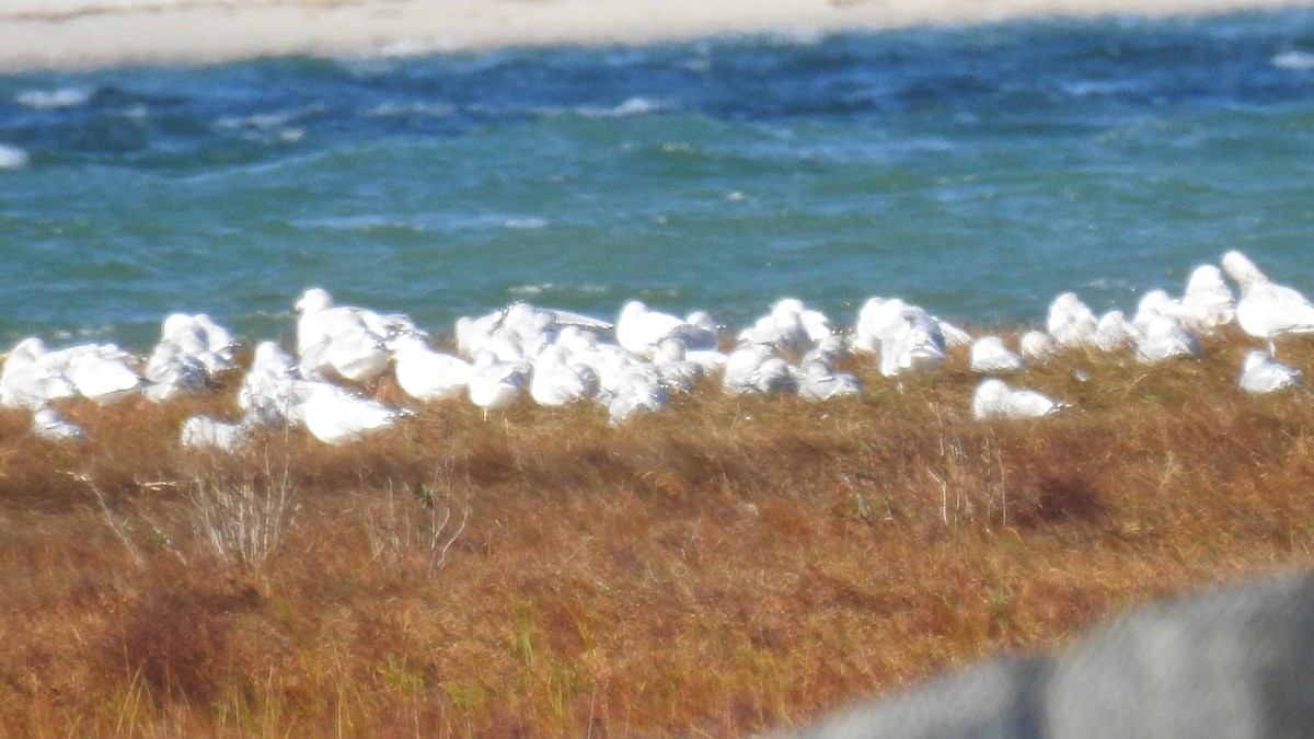 чайка sp. - ML644770137