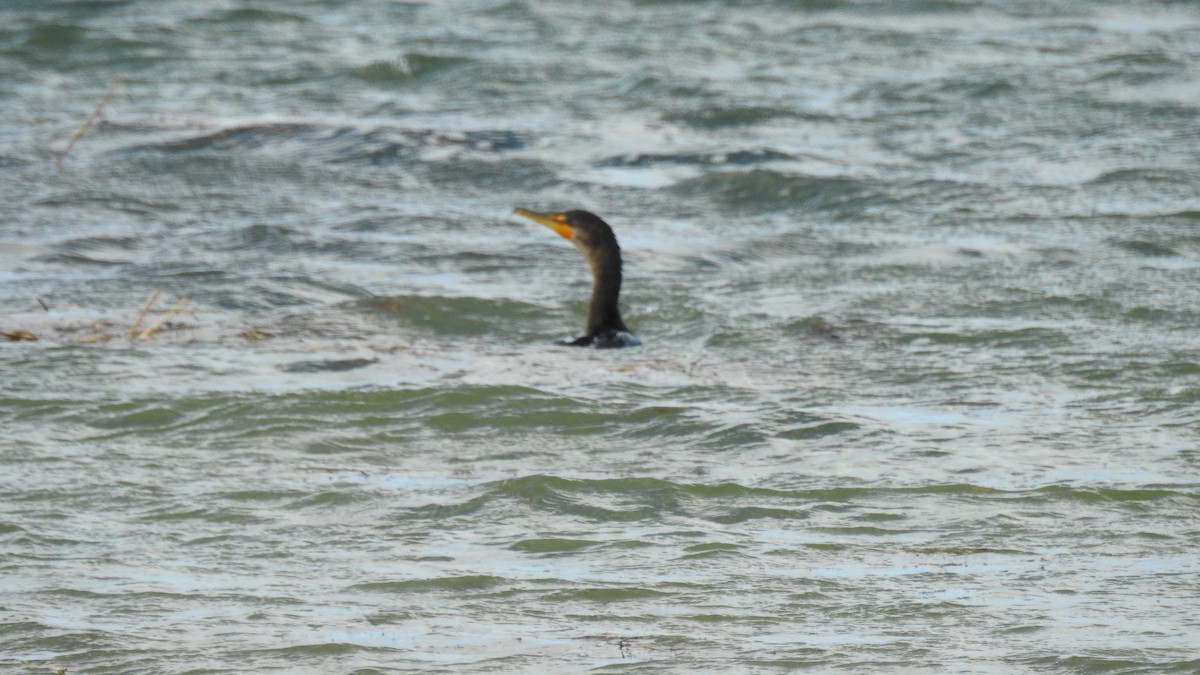 totoppskarv - ML644770140