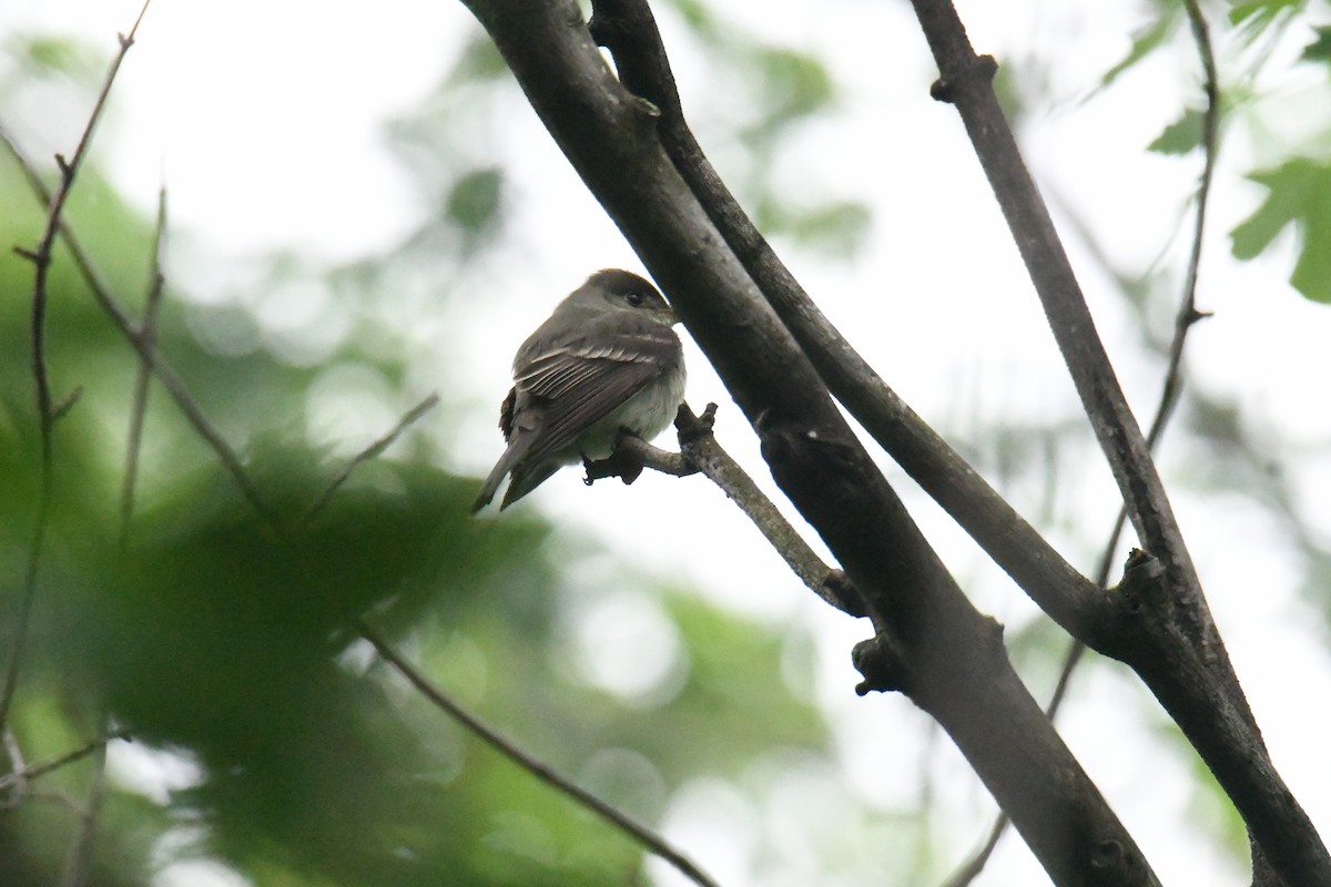 Eastern Wood-Pewee - ML644770141