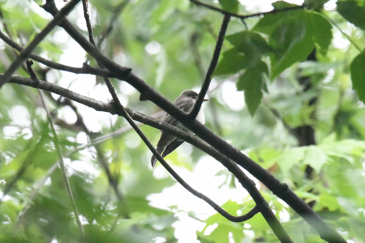 Eastern Wood-Pewee - ML644770142