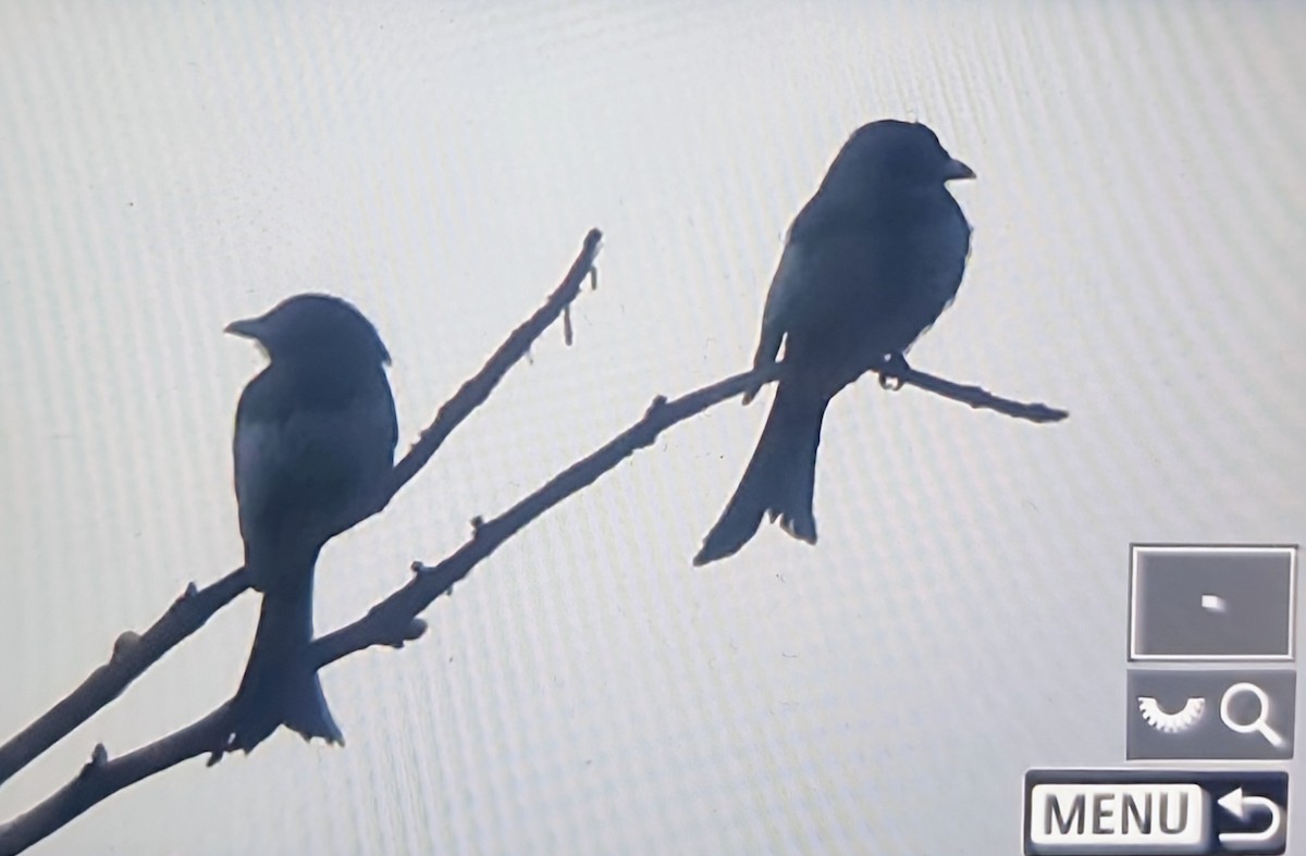 Velvet-mantled Drongo (Fanti) - ML644770144