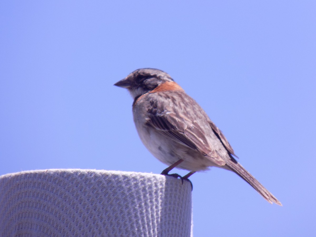 Rufous-collared Sparrow - ML644770150