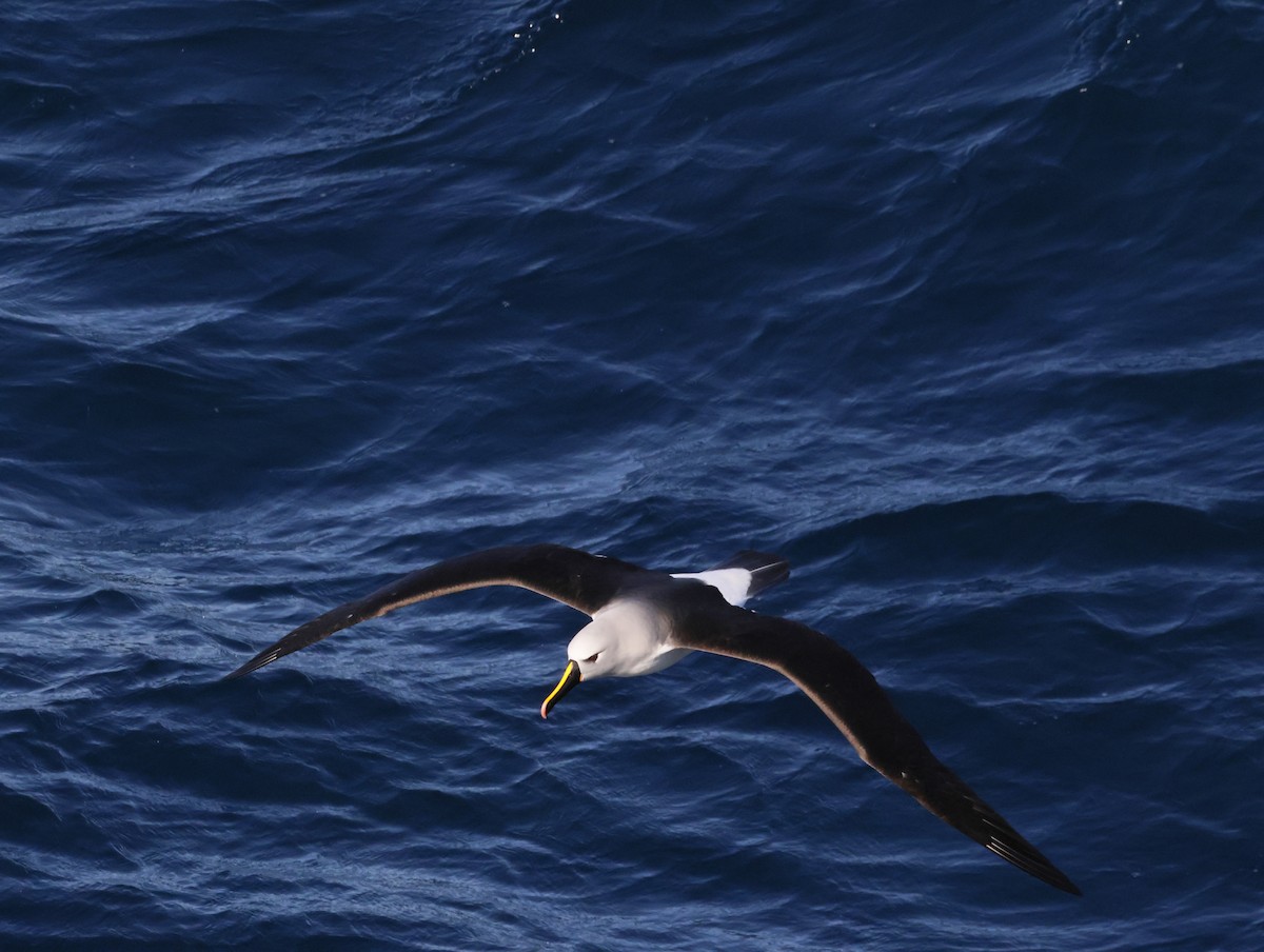 gulnesealbatross - ML644770154