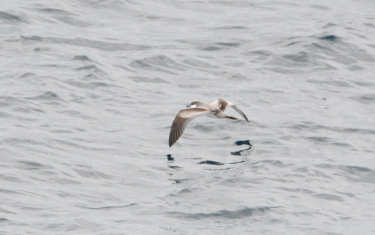 ミナミオナガミズナギドリ - ML644770155