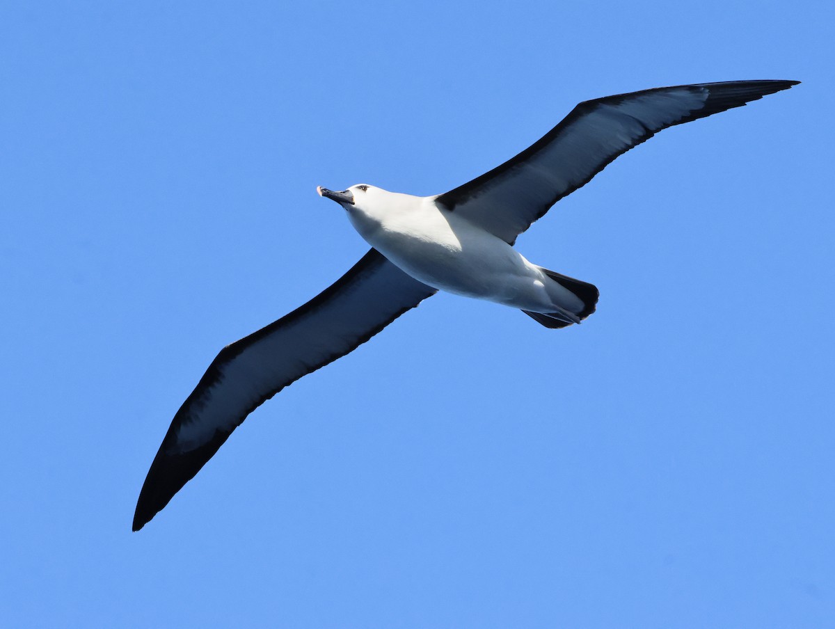 gulnesealbatross - ML644770157