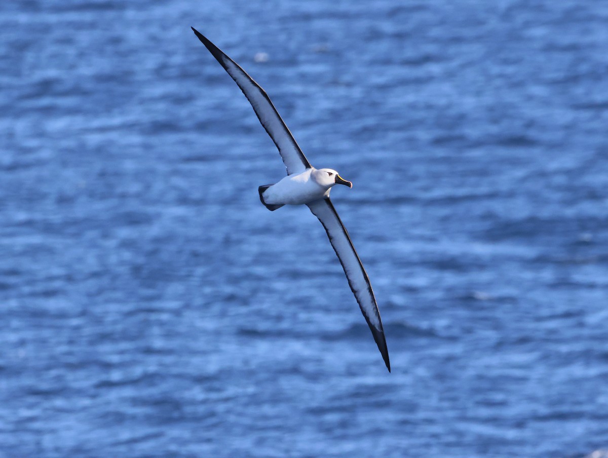 gulnesealbatross - ML644770158