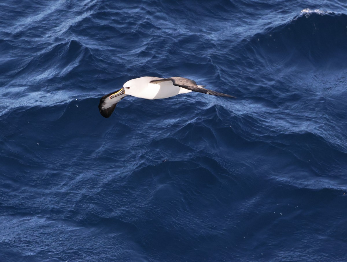 gulnesealbatross - ML644770159