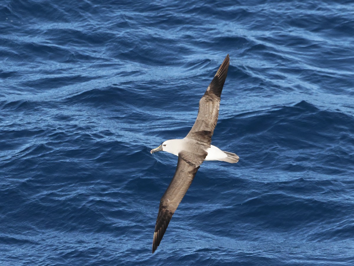 gulnesealbatross - ML644770160