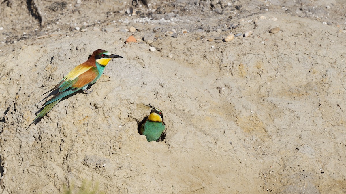 European Bee-eater - ML644770164