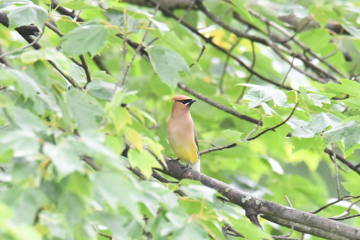 Cedar Waxwing - ML644770167