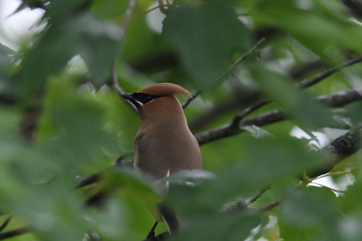 Cedar Waxwing - ML644770168