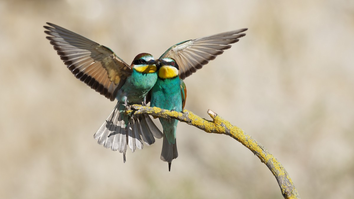 European Bee-eater - ML644770169
