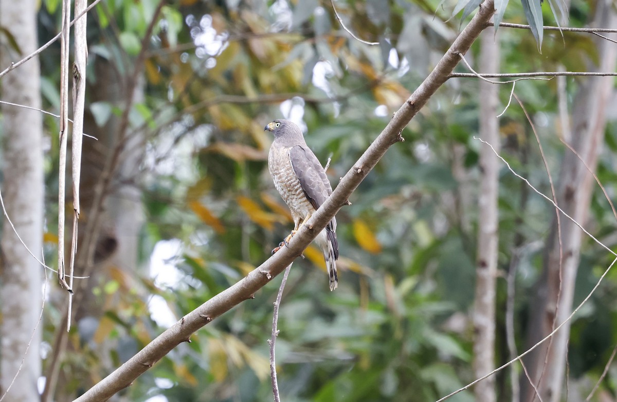 káně krahujová - ML644770172