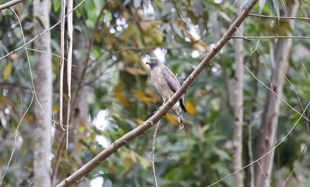 káně krahujová - ML644770173