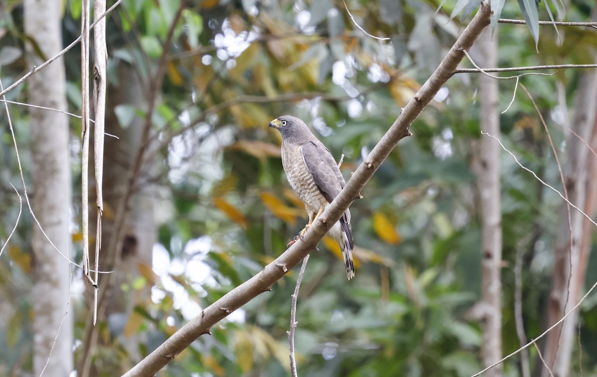 káně krahujová - ML644770174